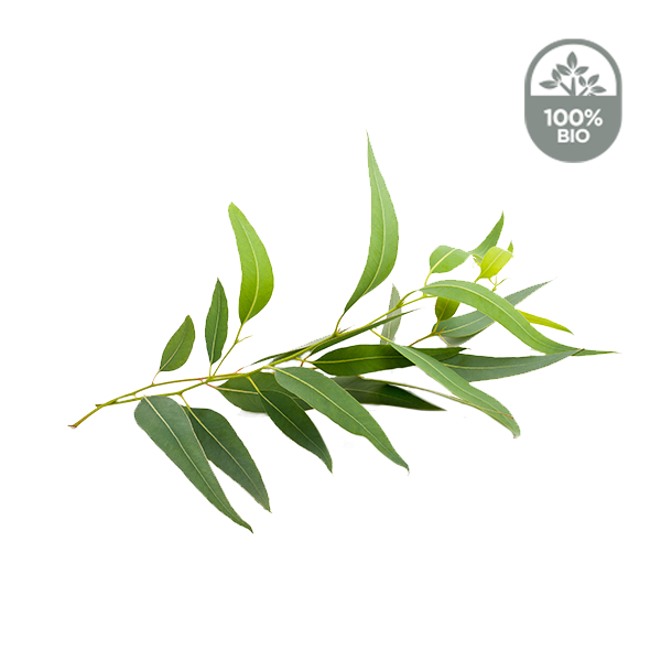 Qu'est-ce que l'Eucalyptus Radiata ? Origine, Bienfaits et