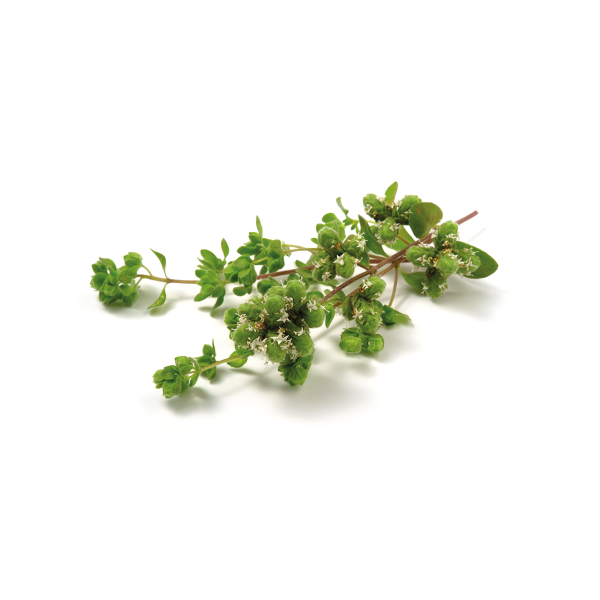 MARJORAM