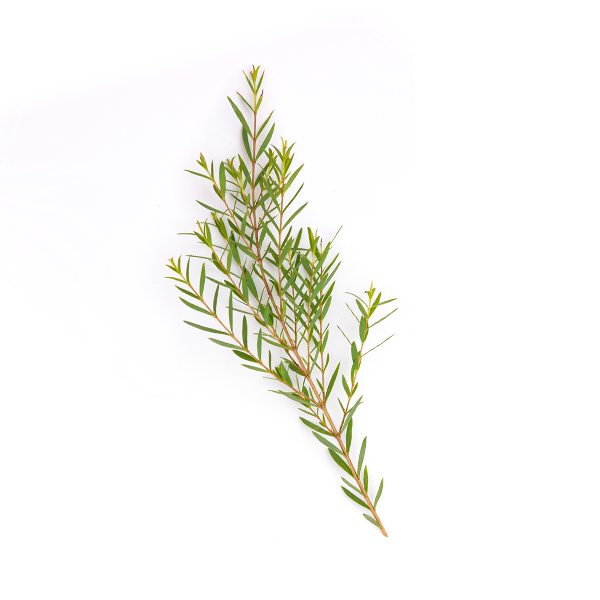 MELALEUCA – Naturiste